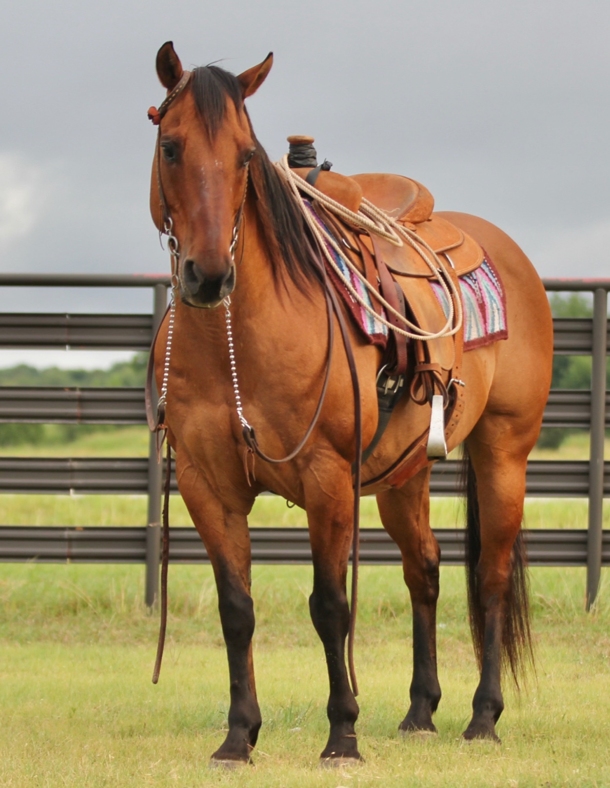 Bay horse front