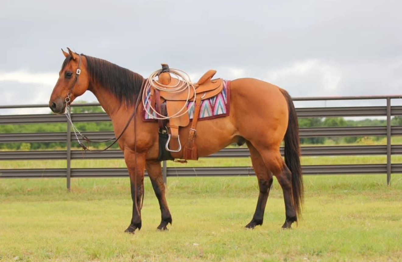 Bay horse